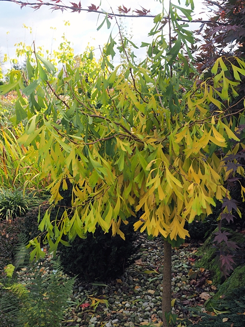 Ginkgo biloba 'Saratoga'